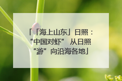 「海上山东」日照：“中国对虾” 从日照“游”向沿海各地