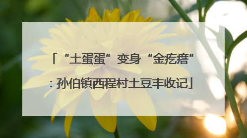 “土蛋蛋”变身“金疙瘩”：孙伯镇西程村土豆丰收记