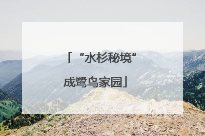 “水杉秘境”成鹭鸟家园