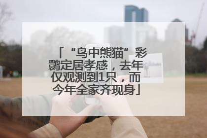 “鸟中熊猫”彩鹮定居孝感，去年仅观测到1只，而今年全家齐现身