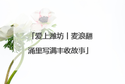 爱上潍坊丨麦浪翻涌里写满丰收故事