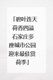 碧叶连天 荷香四溢 石家庄多座城市公园迎来最佳赏荷季