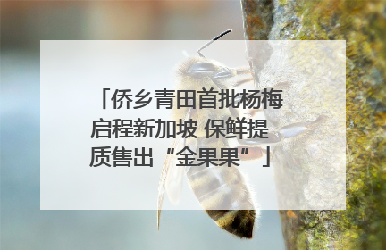 侨乡青田首批杨梅启程新加坡 保鲜提质售出“金果果”
