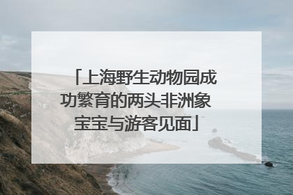 上海野生动物园成功繁育的两头非洲象宝宝与游客见面