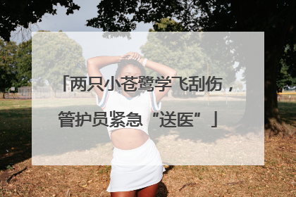 两只小苍鹭学飞刮伤，管护员紧急“送医”