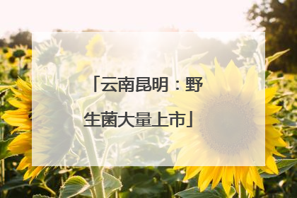 云南昆明：野生菌大量上市