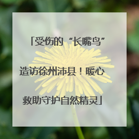 受伤的“长嘴鸟”造访徐州沛县！暖心救助守护自然精灵