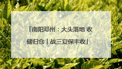 南阳邓州：大头落地 收储归仓丨战三夏保丰收