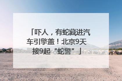 吓人，有蛇藏进汽车引擎盖！北京9天接9起“蛇警”