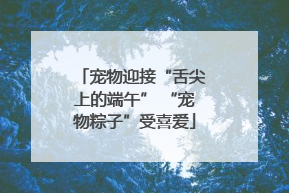 宠物迎接“舌尖上的端午” “宠物粽子”受喜爱
