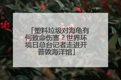 塑料垃圾对海龟有何致命伤害？世界环境日总台记者走进开普敦海洋馆