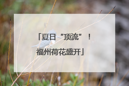 夏日“顶流”！福州荷花盛开