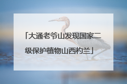 大通老爷山发现国家二级保护植物山西杓兰