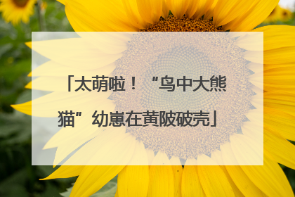太萌啦！“鸟中大熊猫”幼崽在黄陂破壳