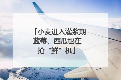 小麦进入灌浆期 蓝莓、西瓜也在抢“鲜”机