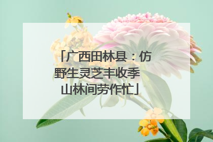 广西田林县：仿野生灵芝丰收季 山林间劳作忙
