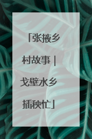 张掖乡村故事｜戈壁水乡插秧忙