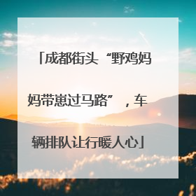 成都街头“野鸡妈妈带崽过马路”，车辆排队让行暖人心