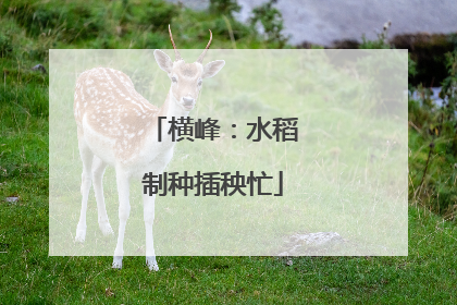 横峰：水稻制种插秧忙