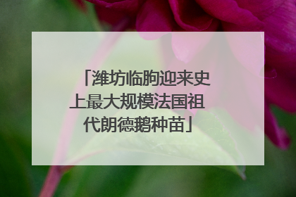 潍坊临朐迎来史上最大规模法国祖代朗德鹅种苗