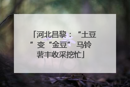 河北昌黎：“土豆”变“金豆” 马铃薯丰收采挖忙