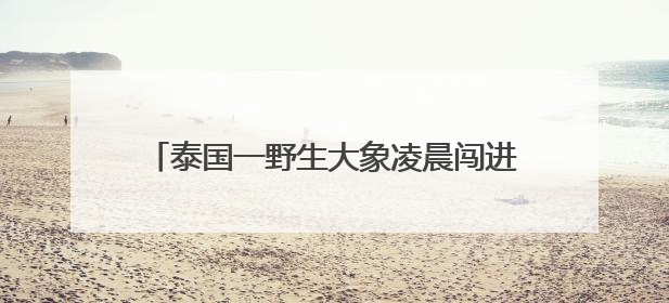 泰国一野生大象凌晨闯进商店，狂吃零食和鸡蛋
