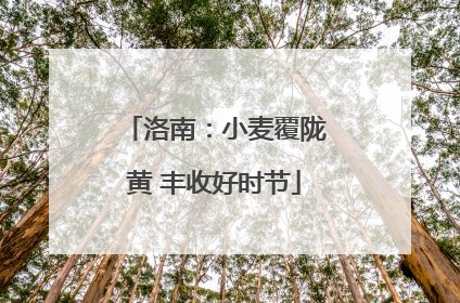 洛南：小麦覆陇黄 丰收好时节