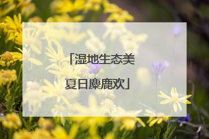 湿地生态美 夏日麋鹿欢