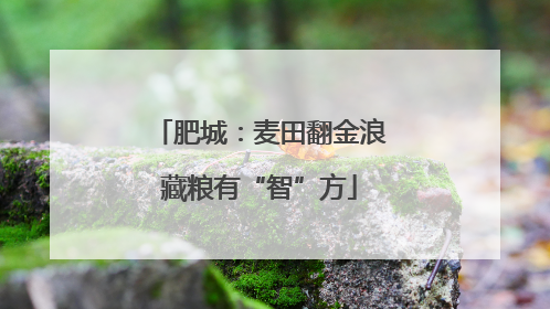 肥城：麦田翻金浪藏粮有“智”方