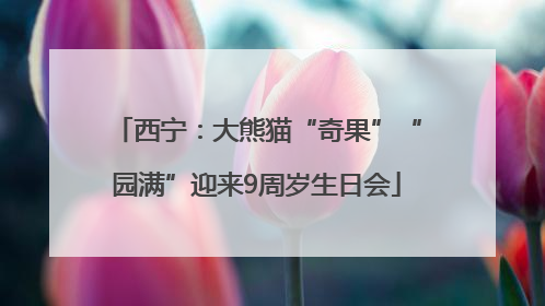 西宁：大熊猫“奇果”“园满”迎来9周岁生日会