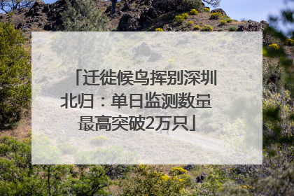 迁徙候鸟挥别深圳北归：单日监测数量最高突破2万只
