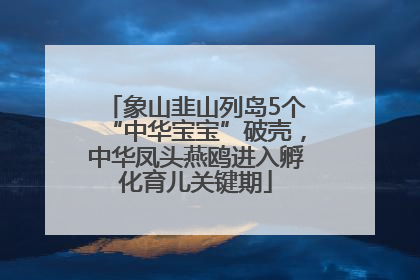 象山韭山列岛5个“中华宝宝”破壳，中华凤头燕鸥进入孵化育儿关键期