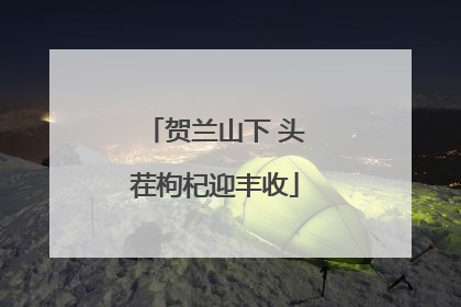 贺兰山下 头茬枸杞迎丰收