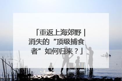 重返上海郊野｜消失的“顶级捕食者”如何归来？