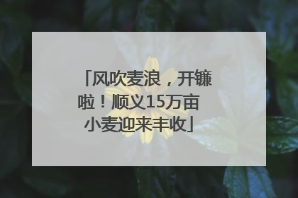 风吹麦浪，开镰啦！顺义15万亩小麦迎来丰收