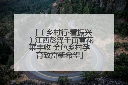 （乡村行·看振兴）江西彭泽千亩黄花菜丰收 金色乡村孕育致富新希望